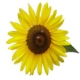 sunflowertami's Avatar
