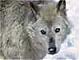 wolfear's Avatar