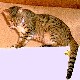 chinchilla2's Avatar