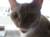brokensilence's Avatar