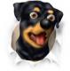 JDog21's Avatar