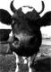 moo_Cow's Avatar