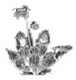 BamaPlants's Avatar